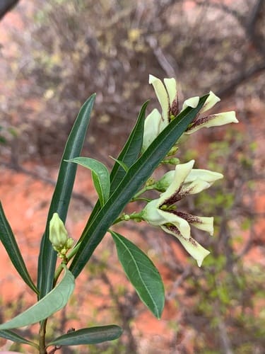 Stomatostemma monteiroae — photo