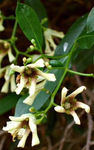 Stomatostemma monteiroae