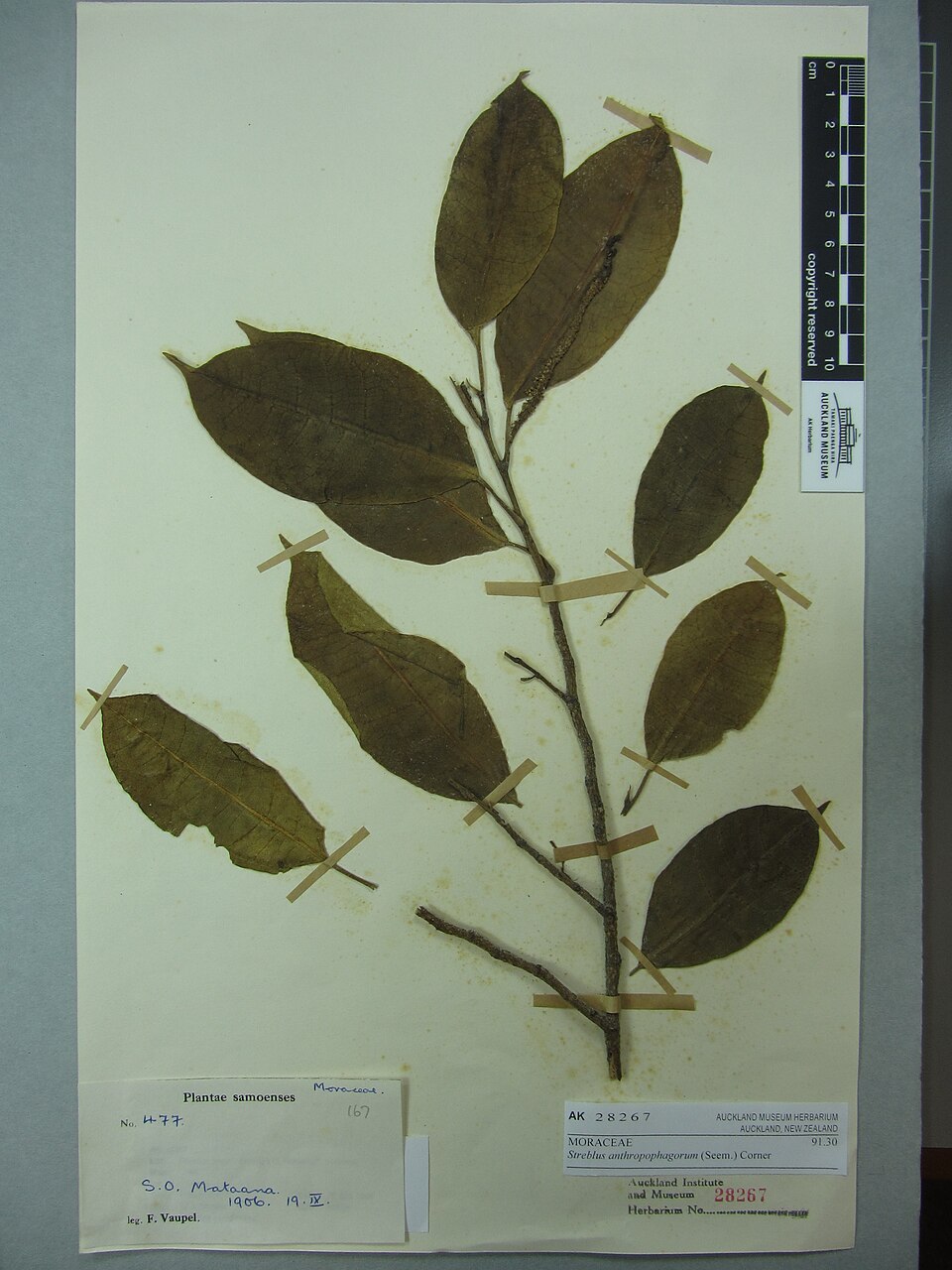 Streblus anthropophagorum