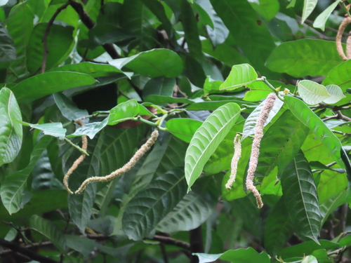 Streblus elongatus — photo