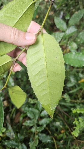 Streblus ilicifolius (Spiny serut tree) — photo