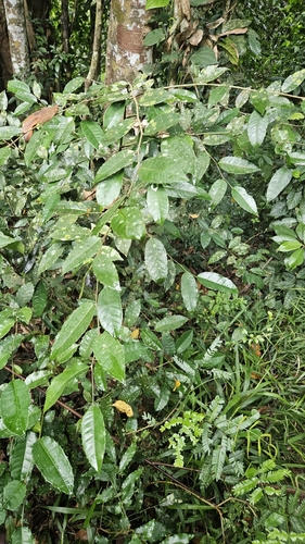 Streblus ilicifolius (Spiny serut tree) — photo