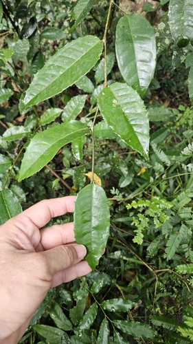 Streblus ilicifolius