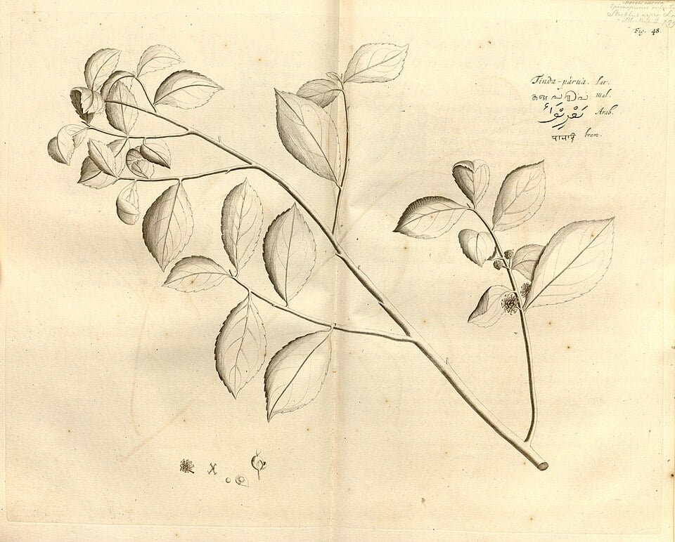 Streblus indicus