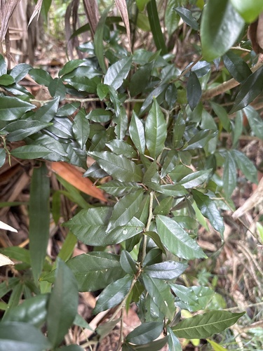 Streblus taxoides (Fig-lime) — photo