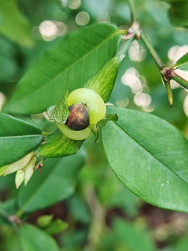 Streblus taxoides (Fig-lime) — photo