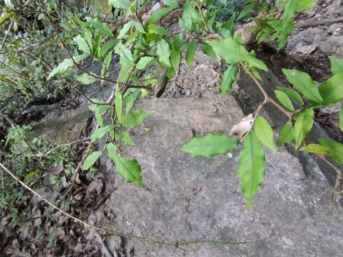 Streblus taxoides