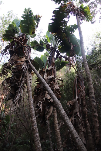 Strelitzia augusta (Great white strelitzia) — photo
