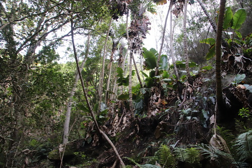 Strelitzia augusta (Great white strelitzia) — photo