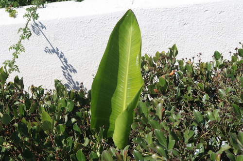 Strelitzia augusta