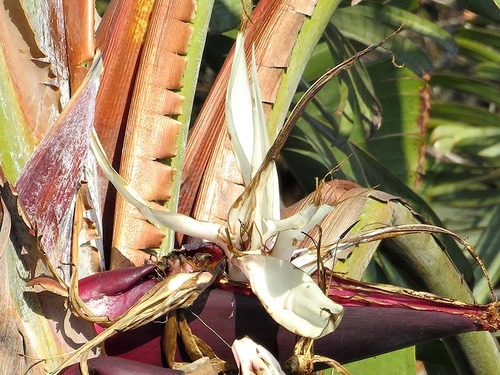 Strelitzia caudata (Mountain stretlitzia) — photo