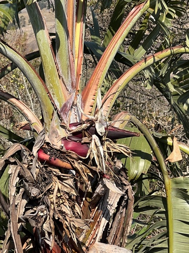 Strelitzia caudata (Mountain stretlitzia) — photo