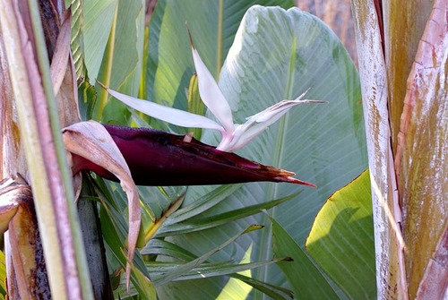 Strelitzia caudata