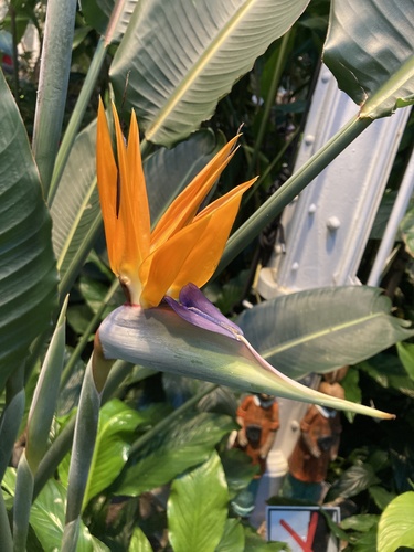 Strelitzia reginae (Bird's tongue flower) — photo