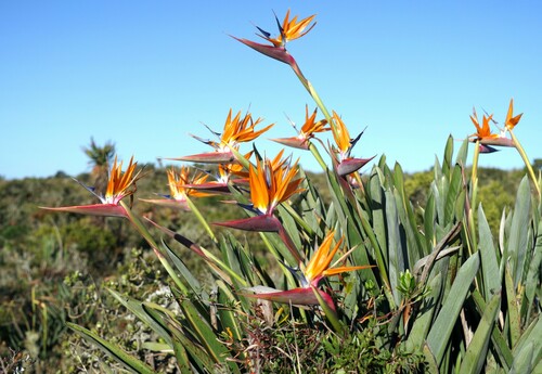 Strelitzia reginae (Bird's tongue flower) — photo
