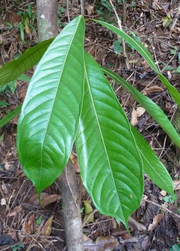 Strephonema pseudocola — photo