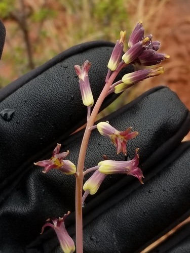 Streptanthus cordatus (Heartleaf twistflower) — photo