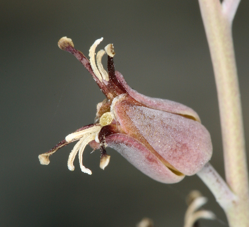 Streptanthus cordatus (Heartleaf twistflower) — photo