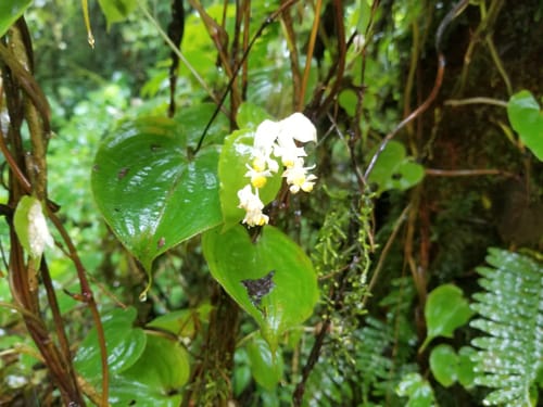 Streptolirion volubile — photo