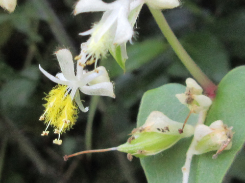 Streptolirion volubile