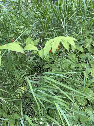 Streptopus amplexifolius (Claspleaf Twistedstalk) — photo