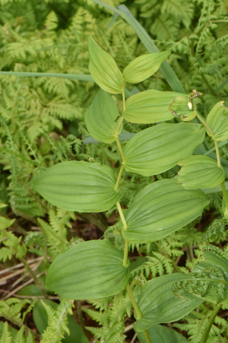Streptopus amplexifolius (Claspleaf Twistedstalk) — photo