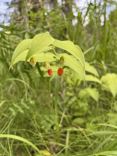 Streptopus amplexifolius
