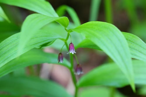 Streptopus lanceolatus (Rose twisted stalk) — photo