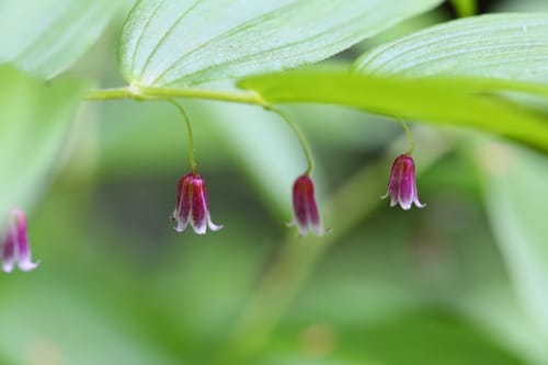 Streptopus lanceolatus (Rose twisted stalk) — photo