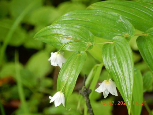 Streptopus simplex — photo