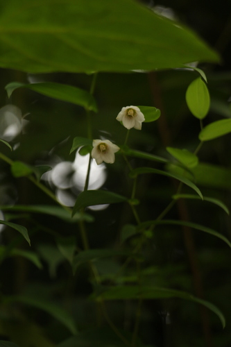 Streptopus simplex — photo