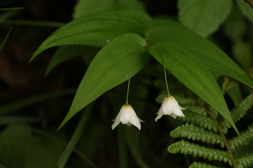 Streptopus simplex