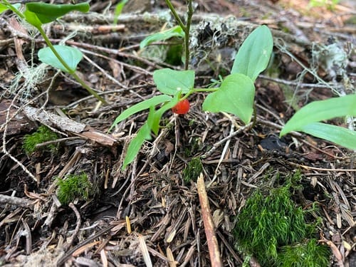 Streptopus streptopoides (Northern Twistedstalk) — photo
