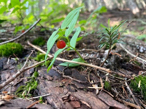 Streptopus streptopoides (Northern Twistedstalk) — photo