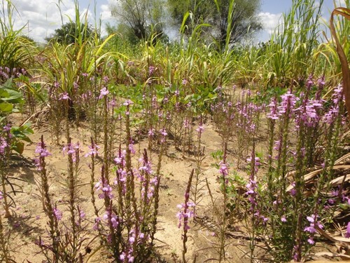 Striga hermonthica (Purple witchweed) — photo