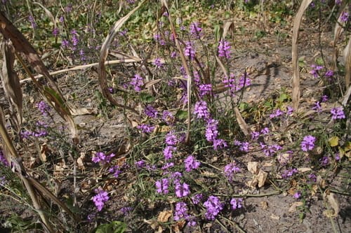 Striga hermonthica (Purple witchweed) — photo