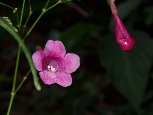Strobilanthes hamiltoniana (Chinese rain bell) — photo