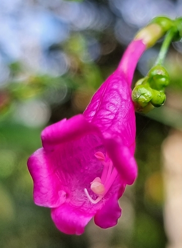 Strobilanthes hamiltoniana (Chinese rain bell) — photo
