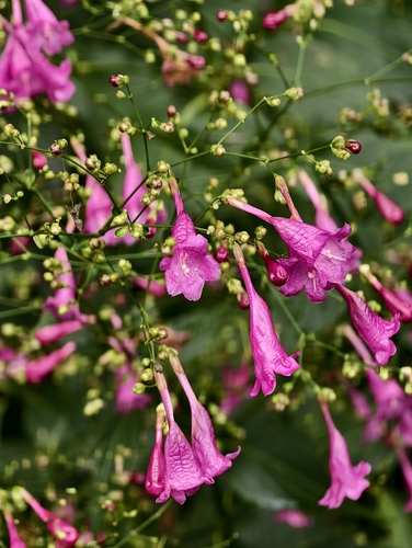 Strobilanthes hamiltoniana