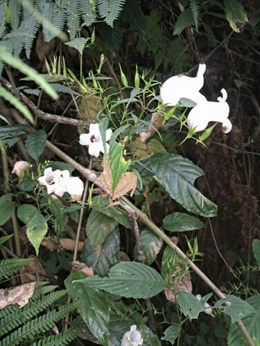 Strobilanthes helicta (Thaning-hamang) — photo