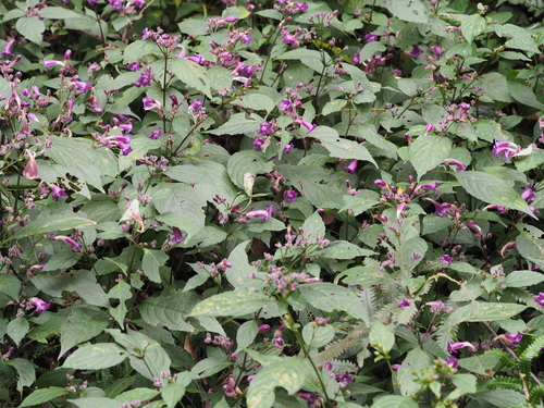 Strobilanthes oligantha (Cone flower) — photo