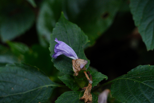 Strobilanthes oligantha (Cone flower) — photo