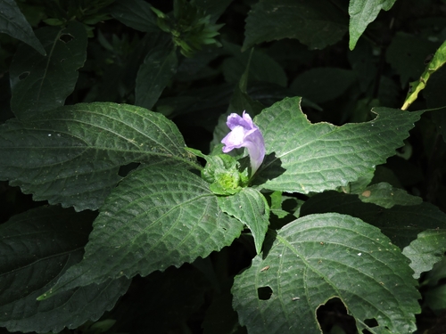 Strobilanthes oligantha
