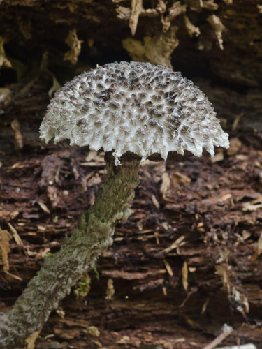 Strobilomyces confusus — photo