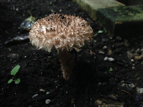 Strobilomyces confusus — photo