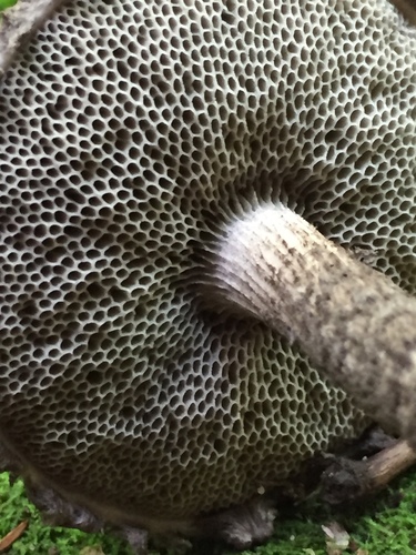 Strobilomyces confusus