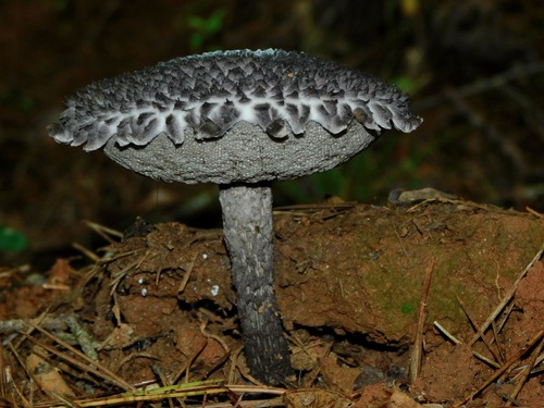 Strobilomyces floccopus (Old man of the woods) — photo