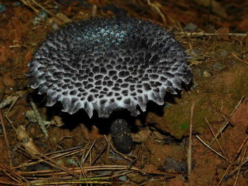 Strobilomyces floccopus (Old man of the woods) — photo