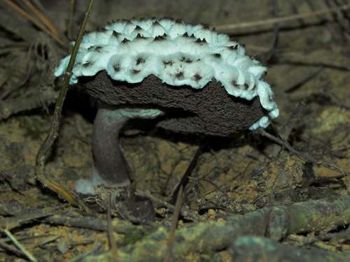 Strobilomyces floccopus