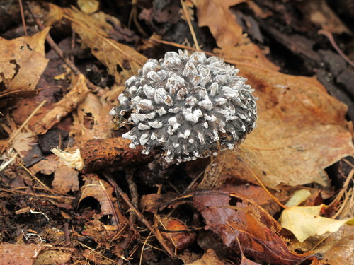 Strobilomyces strobilaceus — photo